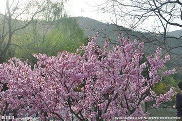 八字無花怎麼辦|八字中桃花多種取斷和化解方法